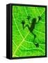 Frog Shadow on the Leaf-Patryk Kosmider-Framed Stretched Canvas