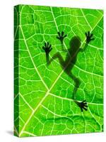 Frog Shadow on the Leaf-Patryk Kosmider-Stretched Canvas