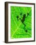 Frog Shadow on the Leaf-Patryk Kosmider-Framed Photographic Print