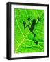 Frog Shadow on the Leaf-Patryk Kosmider-Framed Photographic Print