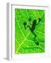 Frog Shadow on the Leaf-Patryk Kosmider-Framed Photographic Print