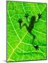 Frog Shadow on the Leaf-Patryk Kosmider-Mounted Photographic Print