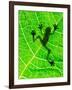 Frog Shadow on the Leaf-Patryk Kosmider-Framed Photographic Print