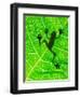 Frog Shadow on the Leaf-Patryk Kosmider-Framed Photographic Print