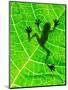 Frog Shadow on the Leaf-Patryk Kosmider-Mounted Photographic Print