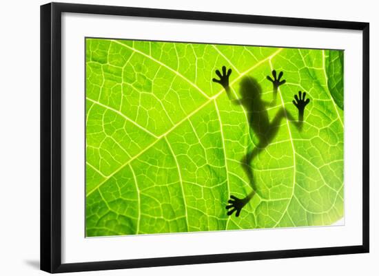 Frog Shadow on the Leaf-Patryk Kosmider-Framed Photographic Print