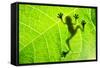 Frog Shadow on the Leaf-Patryk Kosmider-Framed Stretched Canvas