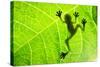 Frog Shadow on the Leaf-Patryk Kosmider-Stretched Canvas