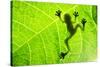 Frog Shadow on the Leaf-Patryk Kosmider-Stretched Canvas