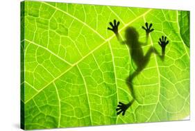 Frog Shadow on the Leaf-Patryk Kosmider-Stretched Canvas