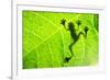 Frog Shadow on the Leaf-Patryk Kosmider-Framed Photographic Print