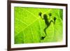 Frog Shadow on the Leaf-Patryk Kosmider-Framed Photographic Print