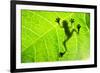 Frog Shadow on the Leaf-Patryk Kosmider-Framed Photographic Print