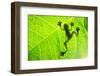 Frog Shadow on the Leaf-Patryk Kosmider-Framed Photographic Print