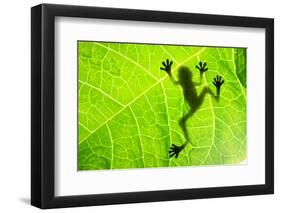 Frog Shadow on the Leaf-Patryk Kosmider-Framed Photographic Print