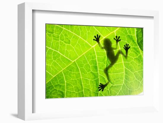 Frog Shadow on the Leaf-Patryk Kosmider-Framed Photographic Print