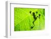 Frog Shadow on the Leaf-Patryk Kosmider-Framed Photographic Print