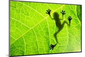 Frog Shadow on the Leaf-Patryk Kosmider-Mounted Photographic Print