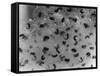 Frog Spawn, Tadpoles-null-Framed Stretched Canvas