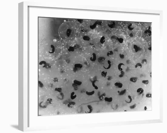 Frog Spawn, Tadpoles-null-Framed Photographic Print