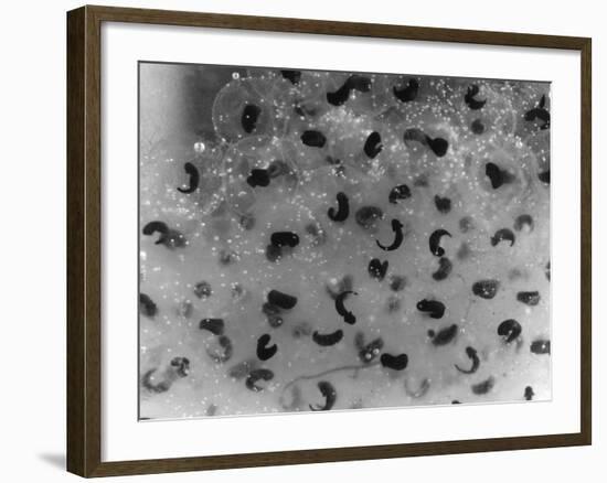 Frog Spawn, Tadpoles-null-Framed Photographic Print