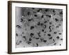 Frog Spawn, Tadpoles-null-Framed Photographic Print