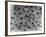 Frog Spawn, Tadpoles-null-Framed Photographic Print