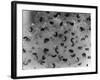 Frog Spawn, Tadpoles-null-Framed Photographic Print