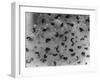 Frog Spawn, Tadpoles-null-Framed Photographic Print