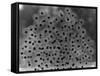 Frog Spawn-null-Framed Stretched Canvas