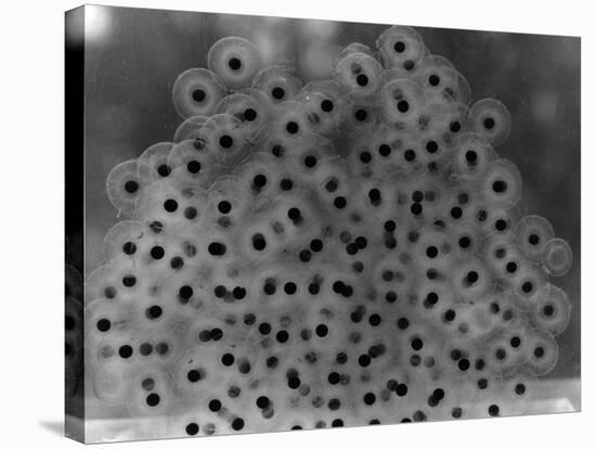 Frog Spawn-null-Stretched Canvas