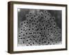 Frog Spawn-null-Framed Photographic Print