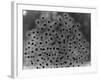 Frog Spawn-null-Framed Photographic Print