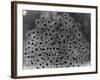 Frog Spawn-null-Framed Photographic Print