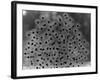 Frog Spawn-null-Framed Photographic Print