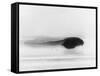 Frog Tadpole-null-Framed Stretched Canvas