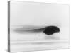 Frog Tadpole-null-Stretched Canvas