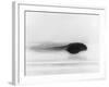 Frog Tadpole-null-Framed Photographic Print