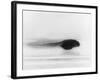 Frog Tadpole-null-Framed Photographic Print