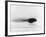 Frog Tadpole-null-Framed Photographic Print