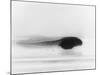 Frog Tadpole-null-Mounted Photographic Print