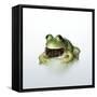 Frog Wearing Beard-Christopher C Collins-Framed Stretched Canvas