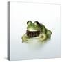 Frog Wearing Beard-Christopher C Collins-Stretched Canvas