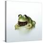 Frog Wearing Beard-Christopher C Collins-Stretched Canvas