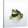 Frog Wearing Beard-Christopher C Collins-Stretched Canvas