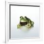 Frog Wearing Beard-Christopher C Collins-Framed Photographic Print