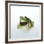 Frog Wearing Beard-Christopher C Collins-Framed Photographic Print