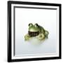 Frog Wearing Beard-Christopher C Collins-Framed Photographic Print