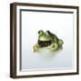 Frog Wearing Beard-Christopher C Collins-Framed Photographic Print