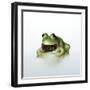 Frog Wearing Beard-Christopher C Collins-Framed Photographic Print